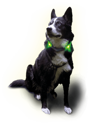 husky Shaggy med neongrönt lysande halsband LEUCHTIE