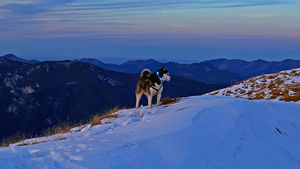 Hund med lätt krage LEUCHTIE i de snöiga Alperna Hund med lätt krage LEUCHTIE i de snöiga Alperna