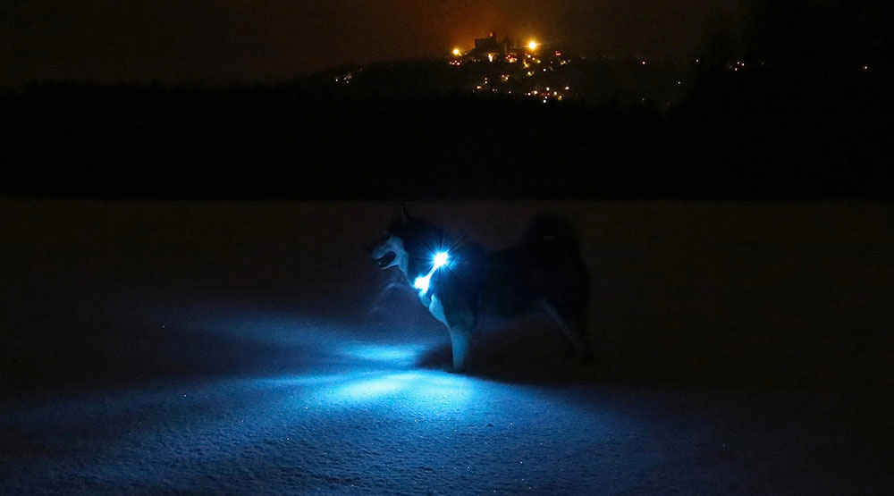 LED-kragen LEUCHTIE erbjuder extrem ljusstyrka från alla håll LED-kragen LEUCHTIE erbjuder extrem ljusstyrka från alla håll