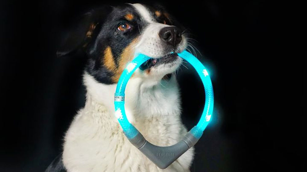 lysande krage LEUCHTIE hämtas från hunden lysande krage LEUCHTIE hämtas från hunden