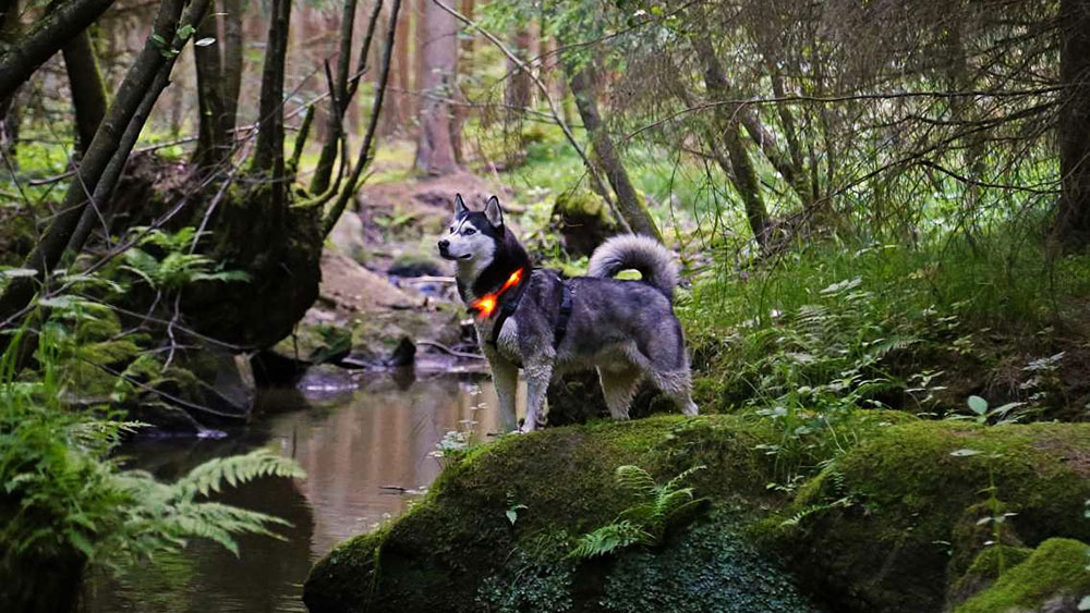 Skog promenad med lysande krage Leuchtie